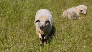 Turbas  par savām jaunajām mājvietām sauc 13 aitas. 7 Mājas Aitas un 6  Romānovas šķirnes aitas.