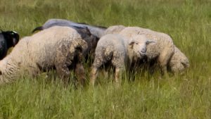 Turbas  par savām jaunajām mājvietām sauc 13 aitas. 7 Mājas Aitas un 6  Romānovas šķirnes aitas.