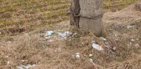 Pavasaris, sasistas alkohola pudeles uz kūlas