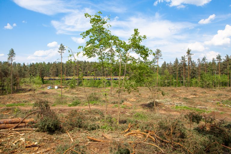 Kailcirte, Ikšķilē. A6 Rīga-Daugavpils šosejas malā, izbraucot no Ikšķiles, Rīgas virzienā.