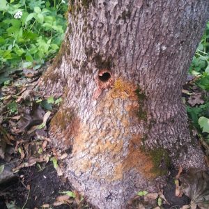 Daugavas prospekts, Ikšķile. Urbums koka stumbrā, kurā ielietas nezināmas ķimikālijas.