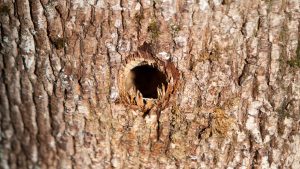 Daugavas prospekts, Ikšķile. Urbums koka stumbrā, kurā ielietas nezināmas ķimikālijas.
