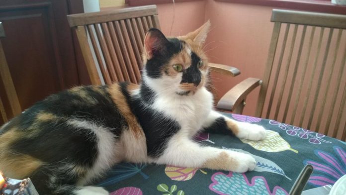 #Ikšķilē, Daugavas prospektā pazudusi 3krāsaina kaķene (foto). Būšu pateicīgs par jebkuru informāciju. Tel. 29213622 #Ikšķilē, Daugavas prospektā pazudusi 3krāsaina kaķene (foto). Būšu pateicīgs par jebkuru informāciju. Tel. 29213622
