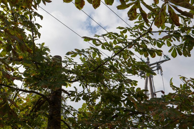 Kastaņkokam nozāģēta galotne, koks neatrodas tieši zem elektro sadales līnijas. Kastaņkoki pie Ikšķiles Vidusskolas