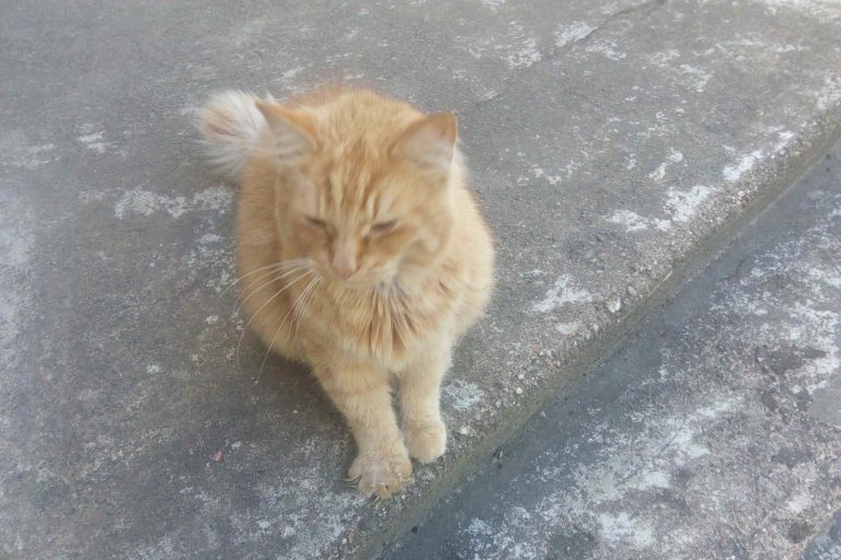Pieklīdis smuks kaķis