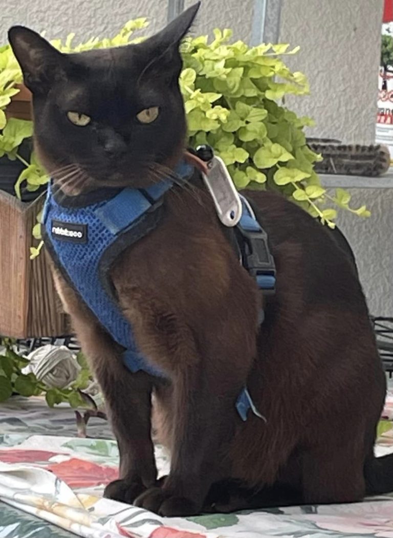 Kaķis "Hans" ir pazudis un tiek meklēts, lūgums palīdzēt.